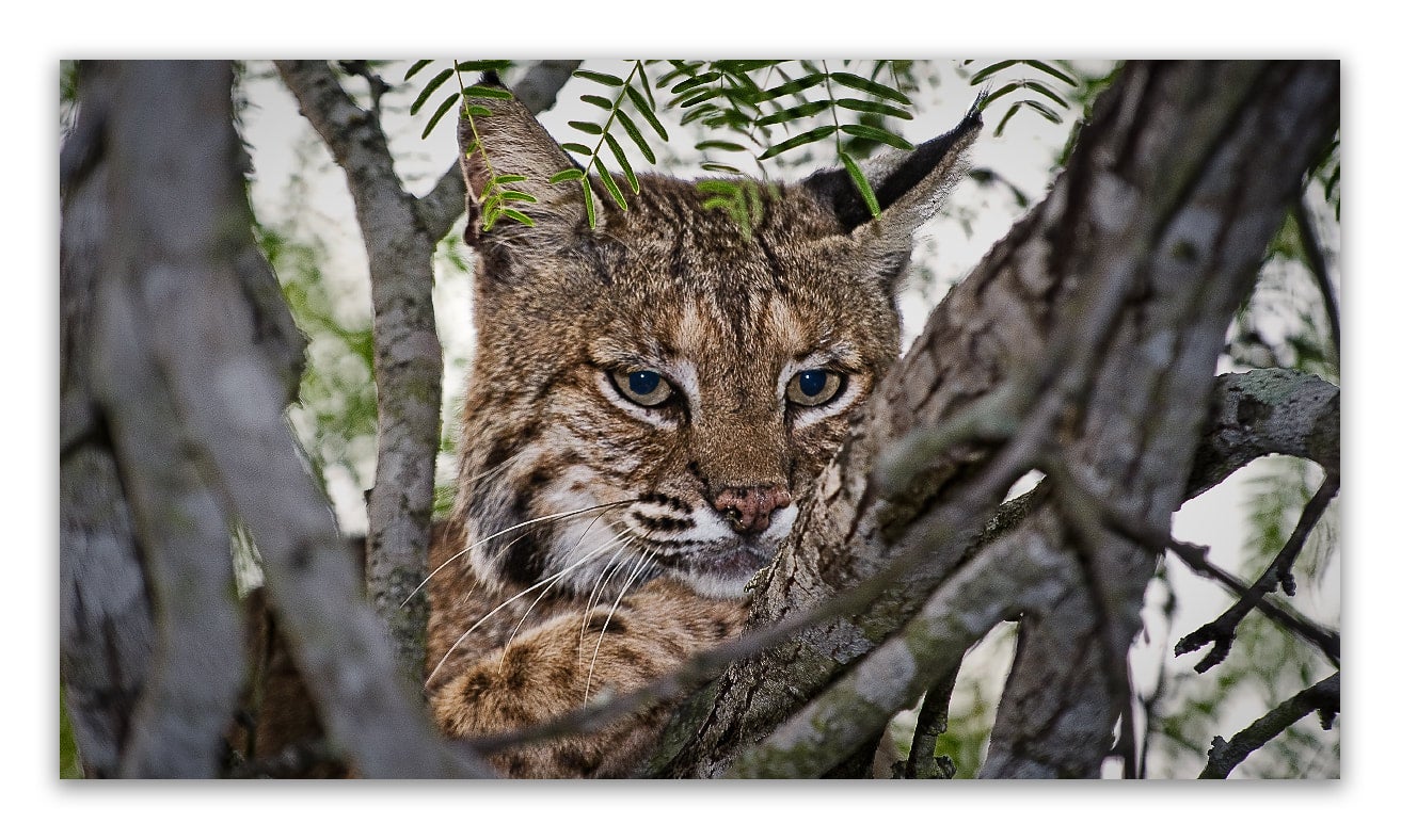 Bobcat Encina Art Center